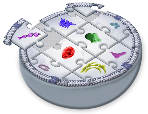 synthetic cells prototyping biology Adamala lab